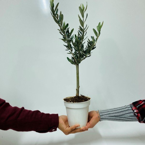 Bonsai Serisi Özel Üretim Beyaz Orta Boy Saksıda Hediyelik Zeytin Fidanı Ücretsiz Kargo İle