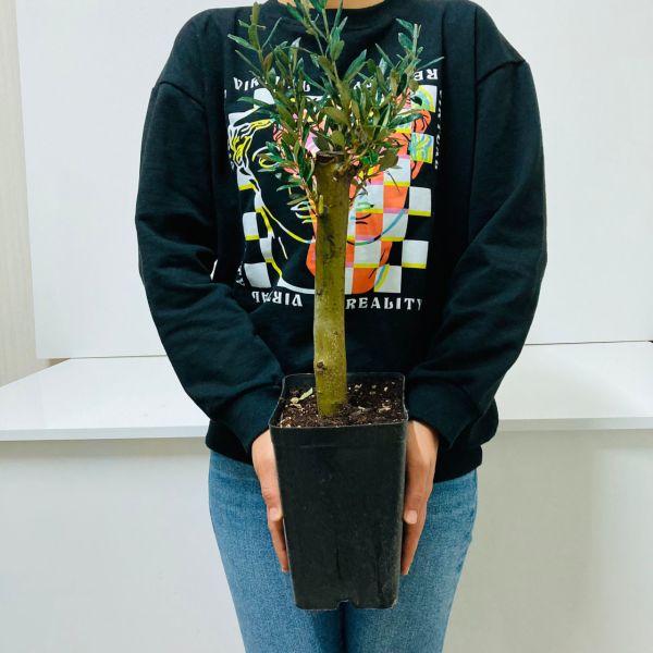 Bonsai Serisi Özel Üretim Siyah Saksıda Hediyelik Zeytin Fidanı Ücretsiz Kargo İle