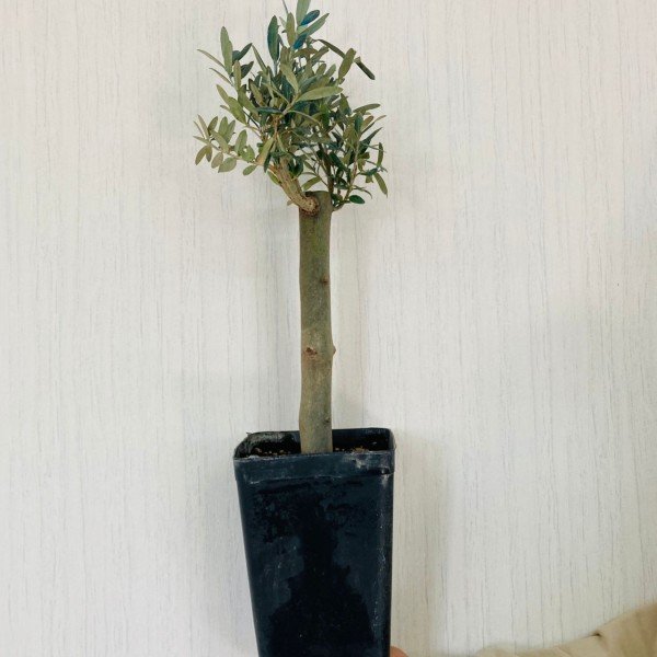 Bonsai Serisi Özel Üretim Siyah Saksıda Hediyelik Zeytin Fidanı Ücretsiz Kargo İle