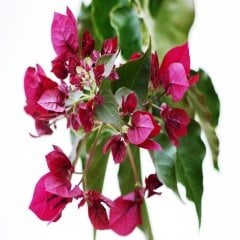 Lila Begonvil (Bougainvillea) Tohumu -5 Adet