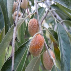Tüplü İğde Fidanı (Eleagnus angustifolia)100-180 Cm