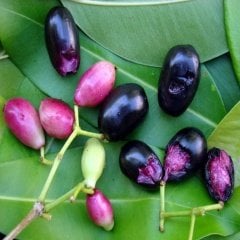 Tüplü Java jambolan Erik Fidanı
