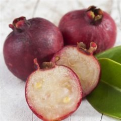 Tüplü Strewberry Çilek Guava Fidanı (Meyve Verme Yaşında)