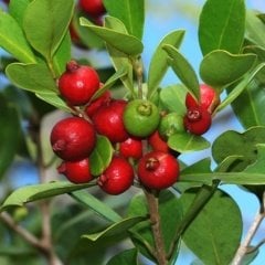 Tüplü Strewberry Çilek Guava Fidanı (Meyve Verme Yaşında)