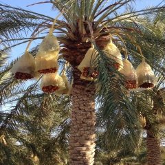 Tüplü Arabistan Hurma Ağacı Fidanı