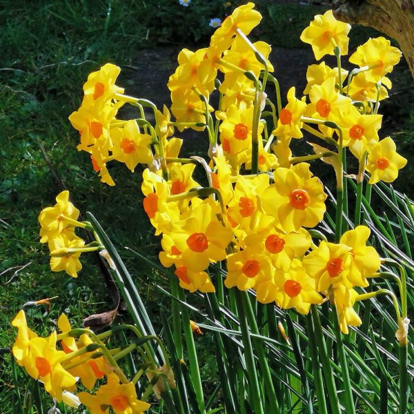 Sarı Güzeli Cornish Dawn Nergis Soğanı (3 Adet)
