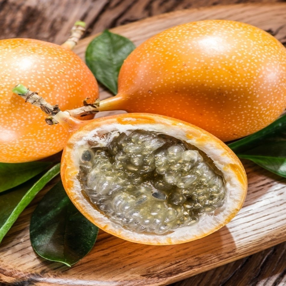 Tüplü Passiflora Ligularis Sweet Granadilla Fidanı