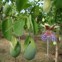 Tüplü Passiflora Ligularis Sweet Granadilla Fidanı