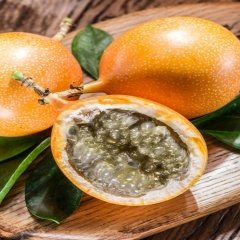 Tüplü Passiflora Ligularis Sweet Granadilla Fidanı