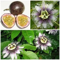 Tüplü Passiflora Edulis (Passion Fruit) (Aşk Meyvesi)