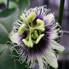 Tüplü Passiflora Edulis (Passion Fruit) (Aşk Meyvesi)