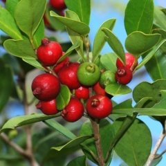 Tüplü Strewberry Çilek Guava Fidanı