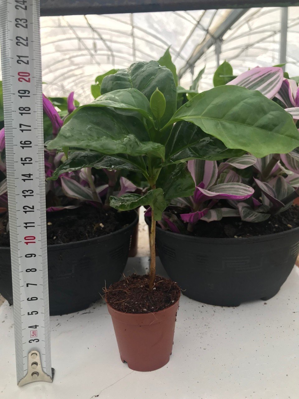 Kendine Verimli Kahve (Coffea Arabica) Fidanı 5.5'luk Saksıda