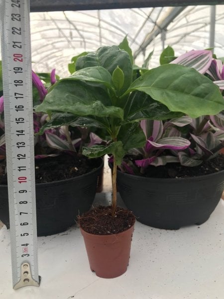 Kendine Verimli Kahve (Coffea Arabica) Fidanı 5.5'luk Saksıda