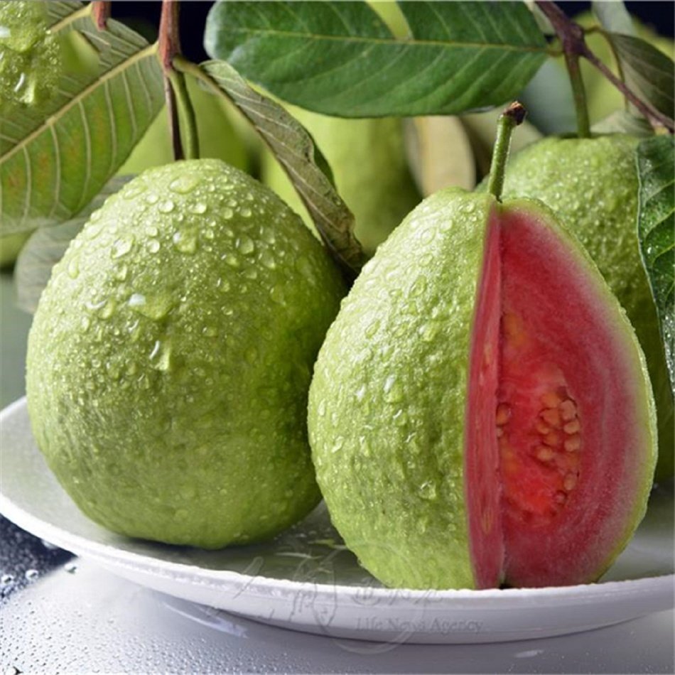 Tüplü Red Kırmızı Guava Fidanı