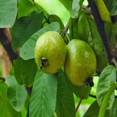 Tüplü Red Kırmızı Guava Fidanı