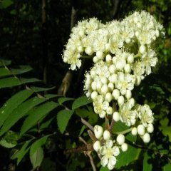 Tüplü Kuş Üvezi (Sorbus Aucuparia)