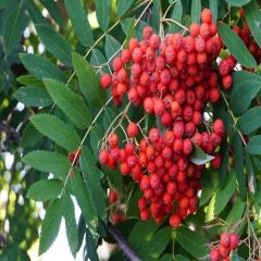 Tüplü Kuş Üvezi (Sorbus Aucuparia)