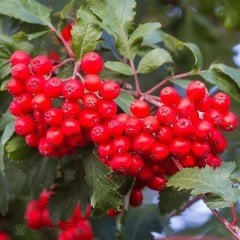 Tüplü Kuş Üvezi (Sorbus Aucuparia)