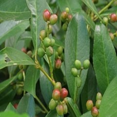 Tüplü Hızlı Gelişen Sarı Guava Fidanı