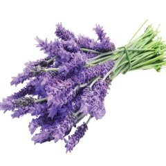 Lavanta Lavandula Angustifolia Tohumu -10 Gram