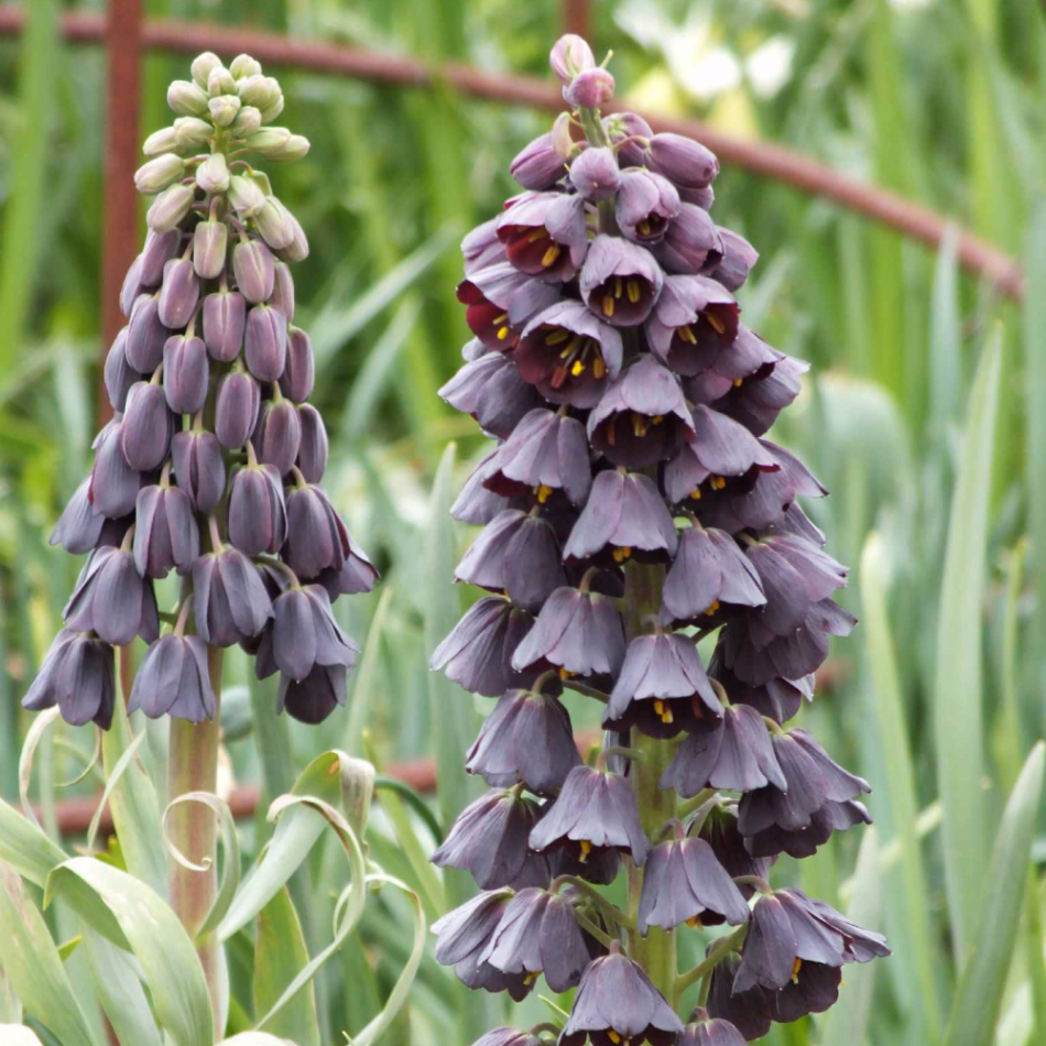 Saksıda Mor Renkli Purple Fritillaria Persica Ters Lale