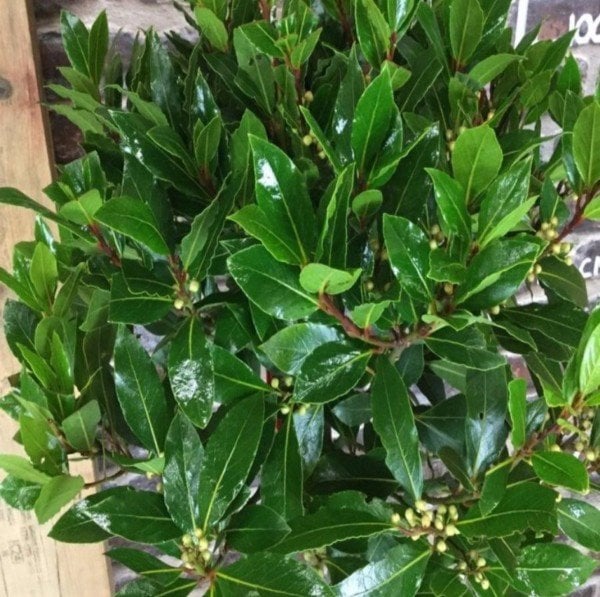 Tüplü Defne (Laurus) Ağacı Fidanı (70-100 cm)