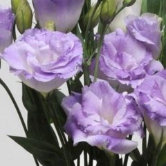 Katmerli Mavi Renk Lisianthus Çiçeği Tohumu Blue (5 Adet)