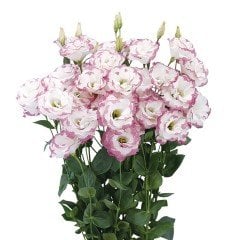 Katmerli Pembe Renk Lisianthus Çiçeği Tohumu Pink Picot (5 Adet)