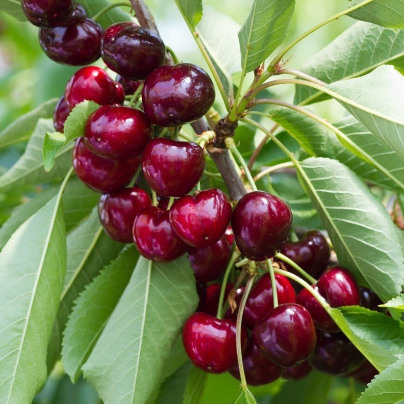 Tüplü Aşılı Yarıbodur Çok İri Meyveli Noir De Guben Kiraz Fidanı