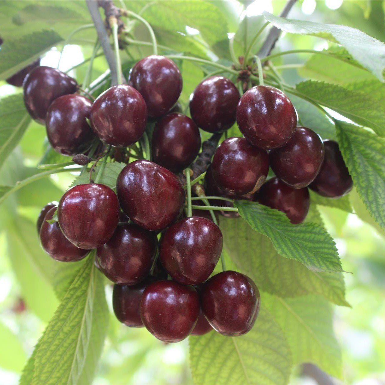 Tüplü Aşılı Yarıbodur Bol Verimli Aromalı Larian Kiraz Fidanı