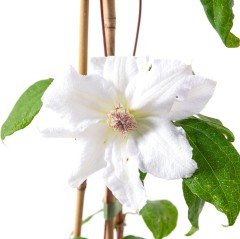 White Fuyu Clematis Beyaz Orman Asması Çiçeği (1 Kök)