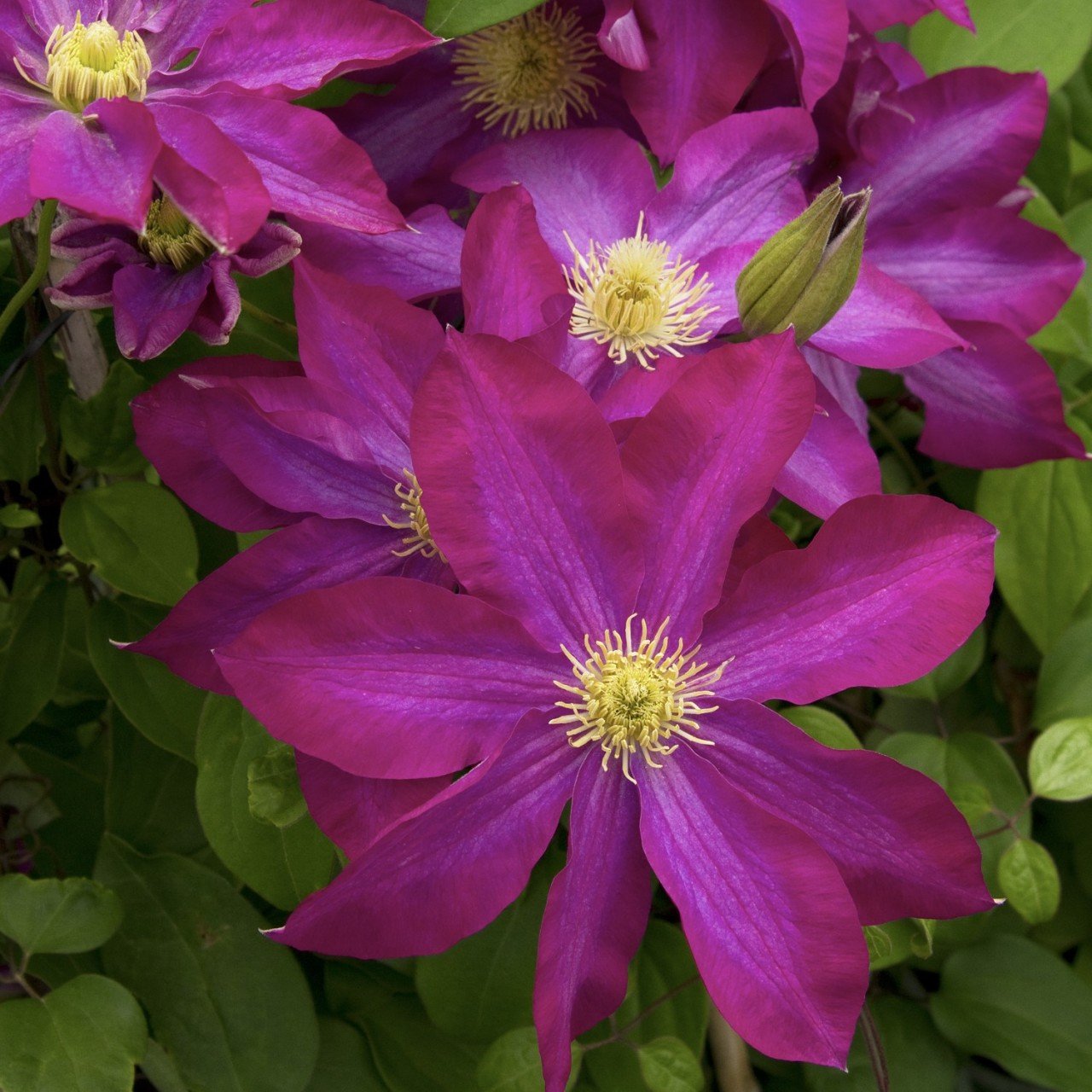 Pink Beauty Clematis Pembe Güzeli Orman Asması Çiçeği (1 Kök)