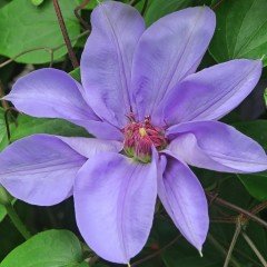 Rhapsody Clematis Mor Orman Asması Çiçeği (1 Kök)