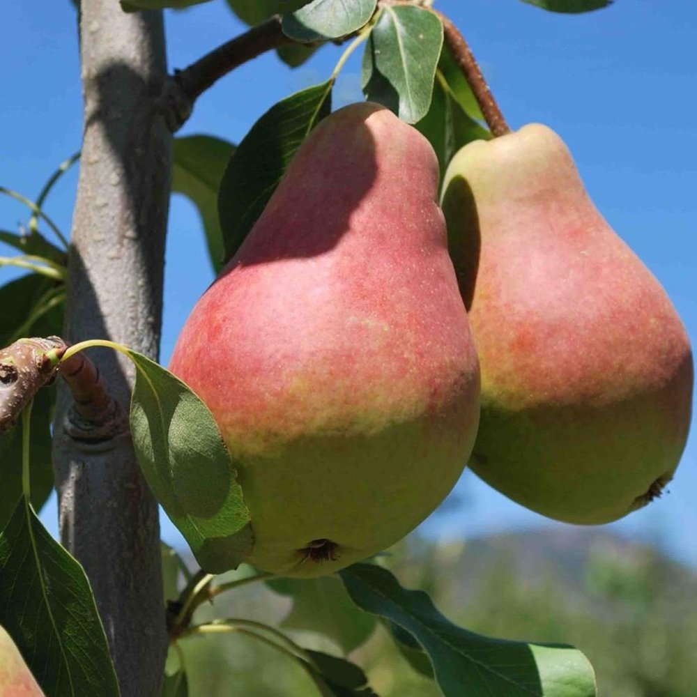 Tüplü Aşılı Tam Bodur Yüksek Verimli Aromalı Etruşka Armut Fidanı