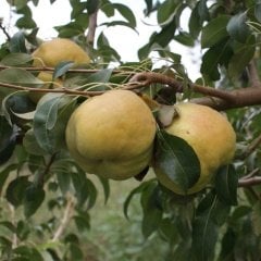 Tüplü Aşılı Tam Bodur Çok İri Meyveli Deveci Armut Fidanı