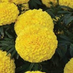 Sarı Renkli İri Kadife Çiçeği Calypso Yellow Fidesi (3 Adet)