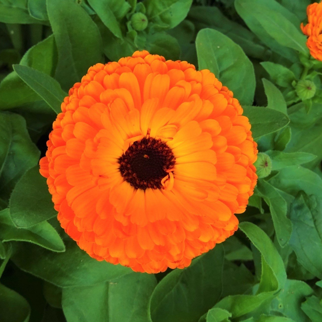Turuncu Renkli İri Kadife Çiçeği Calypso Orange Fidesi (3 Adet)