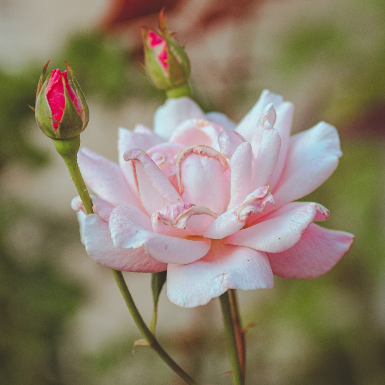 Tüplü Yediveren Açık Pembe Zeliha Gül Fidanı