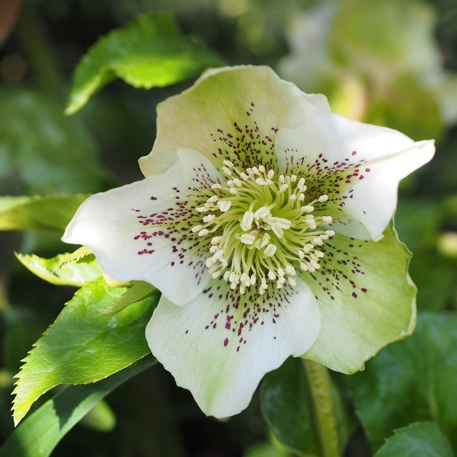 Green Star Christmas Rose Yılbaşı Çiçeği Fidesi (1 Adet)