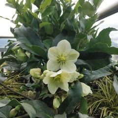 Green Star Christmas Rose Yılbaşı Çiçeği Fidesi (1 Adet)