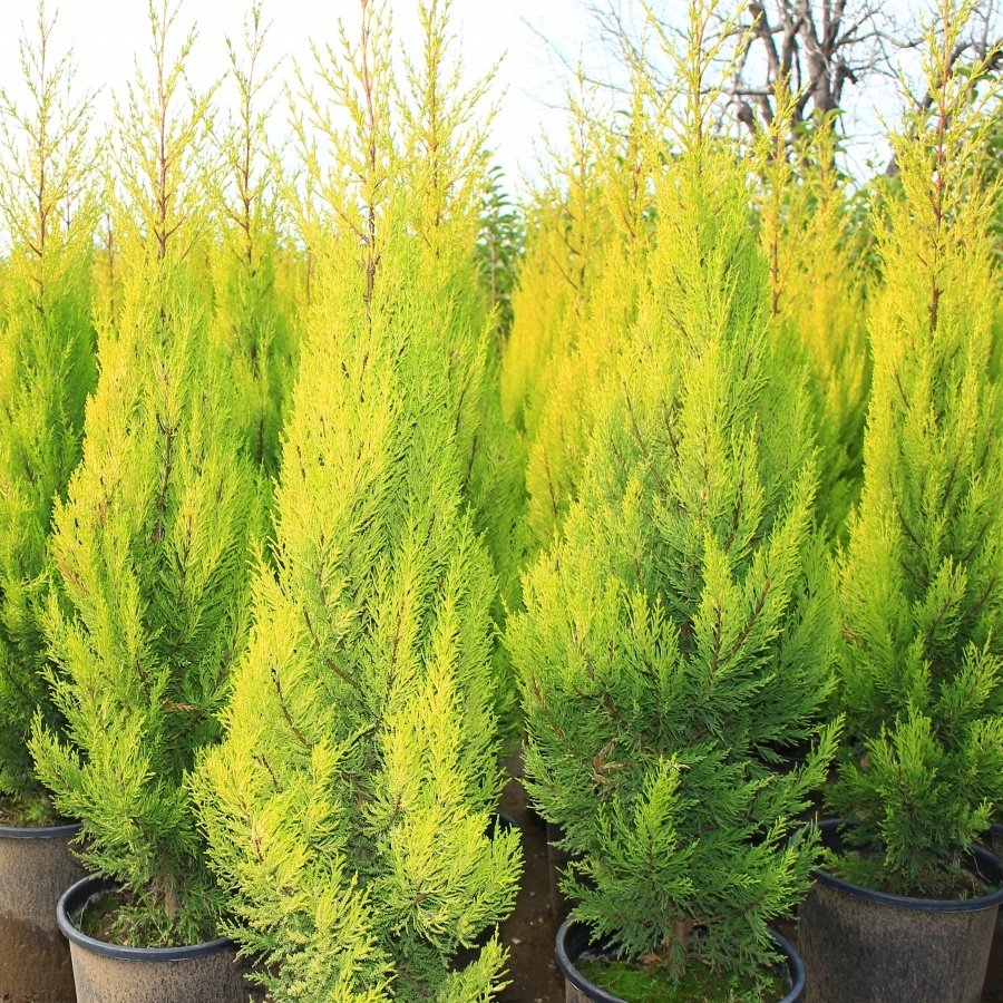 Tüplü Limoni Servi (Goldcrest) Fidanı 20-40 Cm (50 Adet)