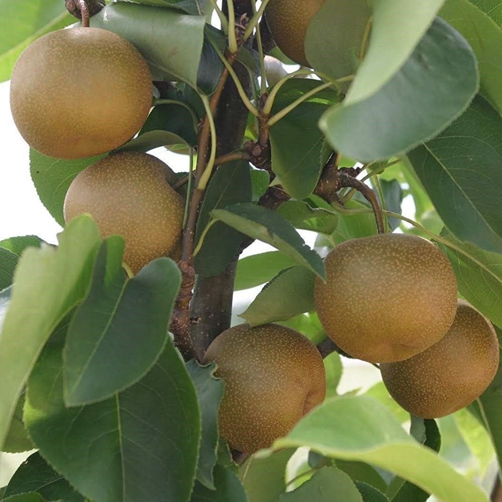 Tüplü Aşılı Tam Bodur Aromatik Atago Japon (Naşi) Armut Fidanı