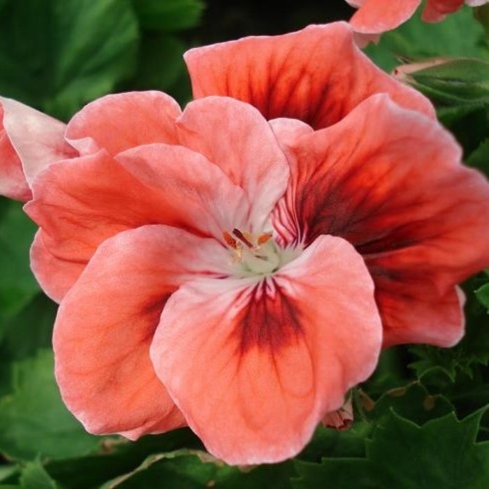 Büyük Saksıda Mandarin Sardunya Canan Çiçeği