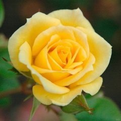Tüplü Minyatür Sarı Bodur Gül Fidanı Lina Rose