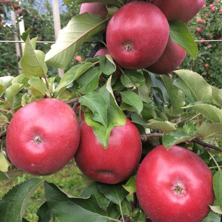 Tüplü Aşılı Tam Bodur Dayanıklı Fuji Kiku Gala Elma Fidanı