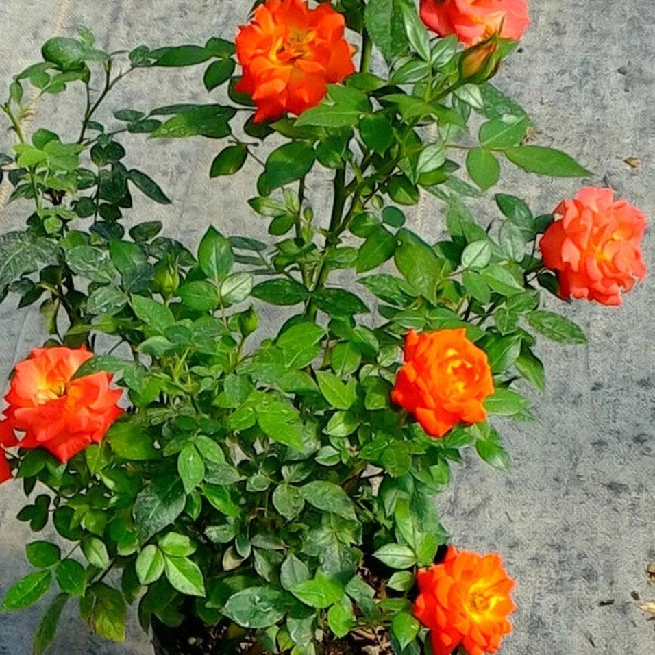 Tüplü Minyatür Turuncu Bodur Gül Fidanı Eloise Rose