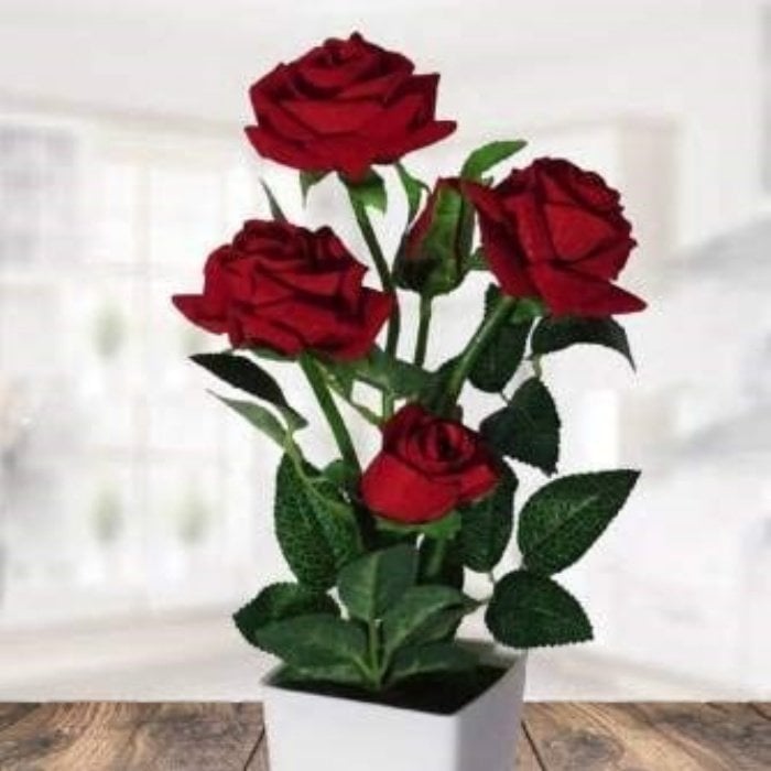 Tüplü Minyatür Kırmızı Bodur Gül Fidanı Emilia Rose
