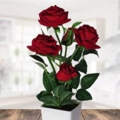 Tüplü Minyatür Kırmızı Bodur Gül Fidanı Emilia Rose