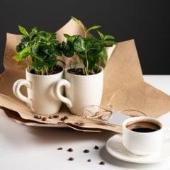 Kupada Coffee Arabica (Kahve Ağacı) Fidanı